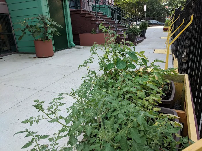 P.S. 39 Edible Community Garden Picture 3