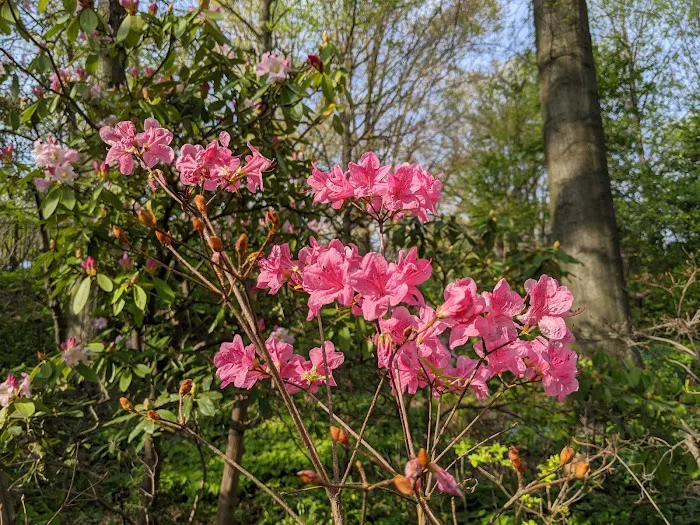 Native Flora Garden Picture 3