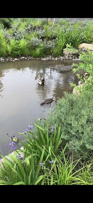 Native Flora Garden Picture 10