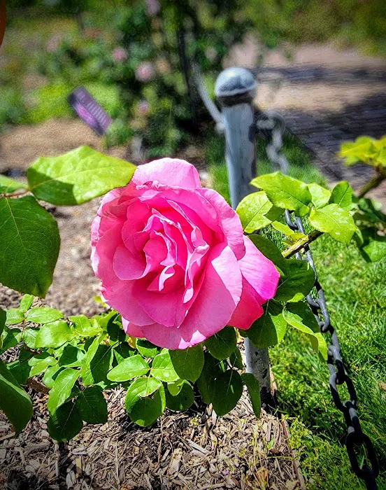 Cranford Rose Garden Picture 9