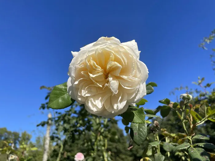 Cranford Rose Garden Picture 1