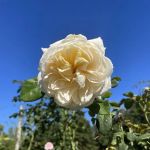 Cranford Rose Garden