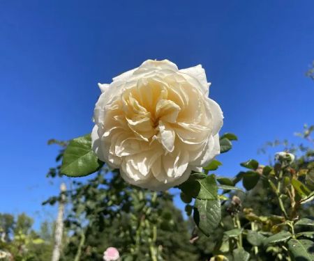 Cranford Rose Garden