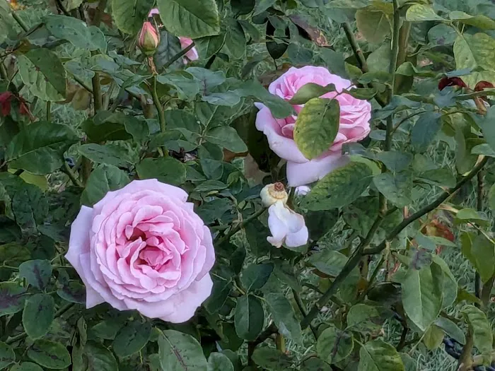 Cranford Rose Garden Picture 3
