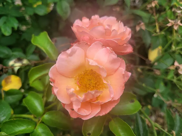 Cranford Rose Garden Picture 5
