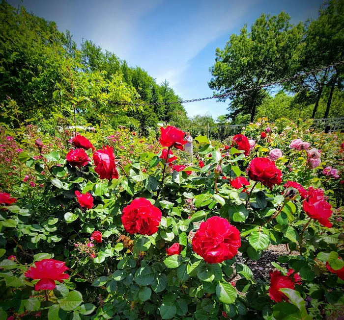 Cranford Rose Garden Picture 10