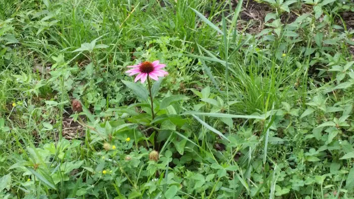 Thomas J. Cuite Park Picture 9