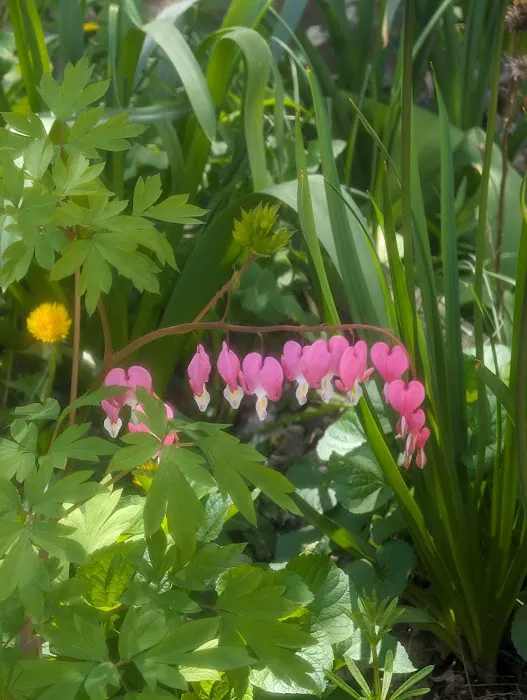 Berry Street Garden Picture 6