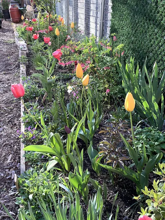 Berry Street Garden Picture 10