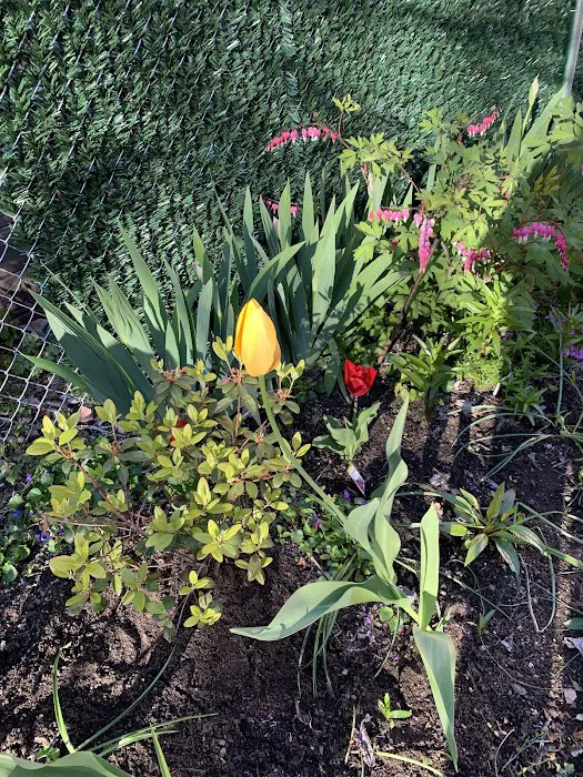Berry Street Garden Picture 9