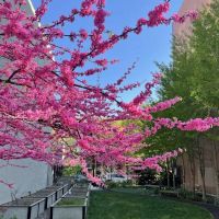 Jane Bailey Memorial Garden ico
