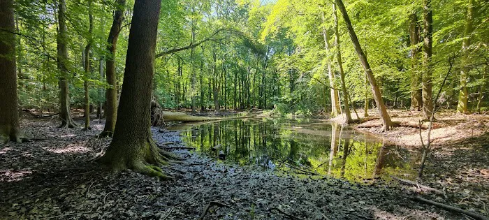 Emerson Woods Trail Picture 2
