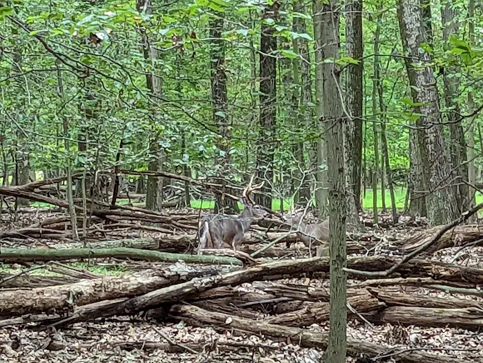 Emerson Woods Trail Picture 9