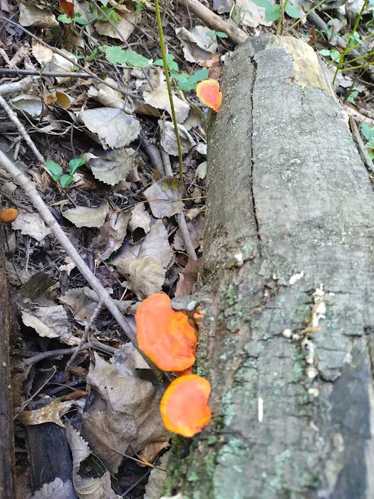 Borg's Woods Nature Preserve Picture 6