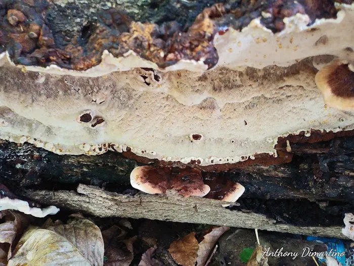 Borg's Woods Nature Preserve Picture 8