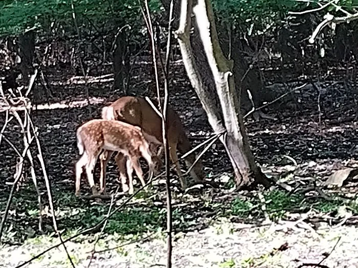 Borg's Woods Nature Preserve Picture 1