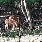 Borg's Woods Nature Preserve