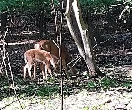 Borg's Woods Nature Preserve