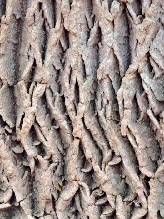 Borg's Woods Nature Preserve Picture 3