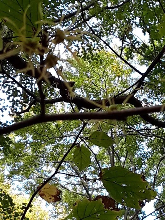 Borg's Woods Nature Preserve Picture 9