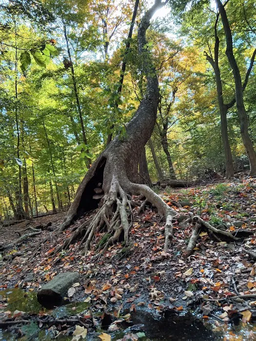 Borg's Woods Nature Preserve Picture 7