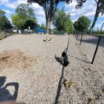 Maywoof Dog Park