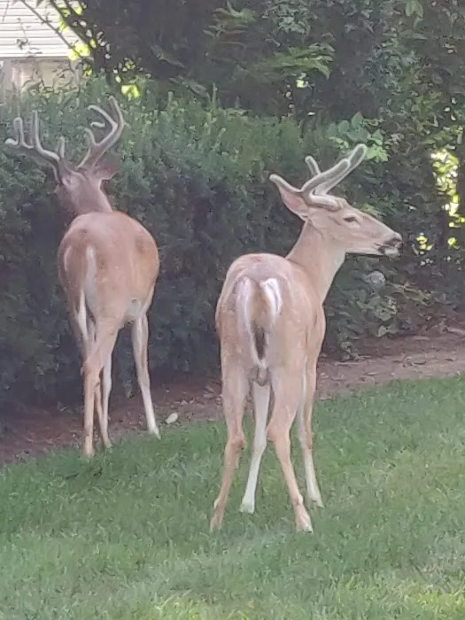 McEllen Park Picture 2