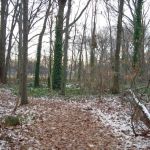 Constitution Grove Park