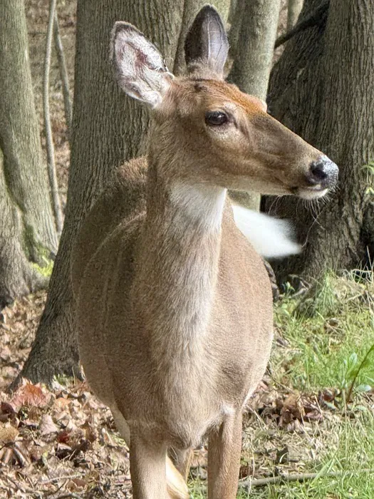 Ridgefield Nature Center Picture 5