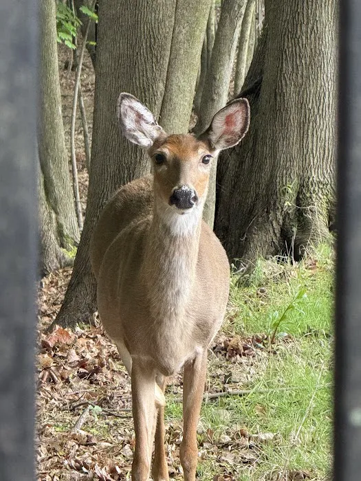 Ridgefield Nature Center Picture 2