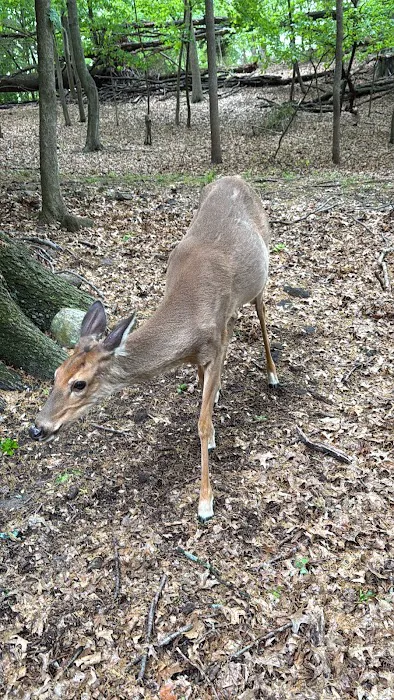 Ridgefield Nature Center Picture 1
