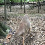 Ridgefield Nature Center