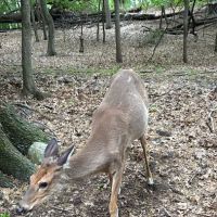 Ridgefield Nature Center ico