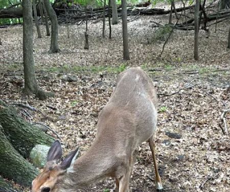Ridgefield Nature Center