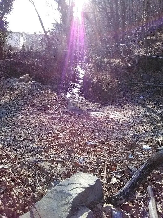 Duck Duck Park Picture 9