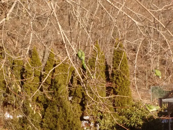 Duck Duck Park Picture 3