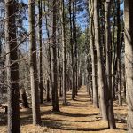 Poplar Road Wildlife Sanctuary