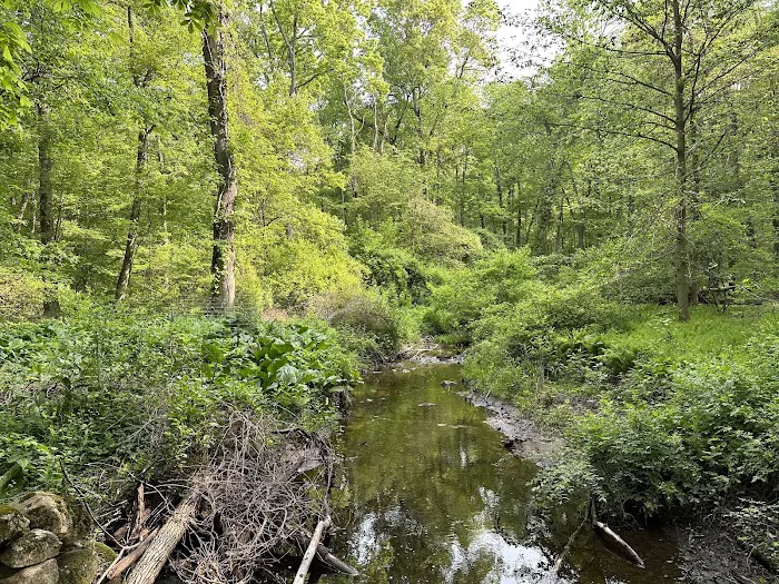 GLTrust Converse Brook Preserve Picture 8