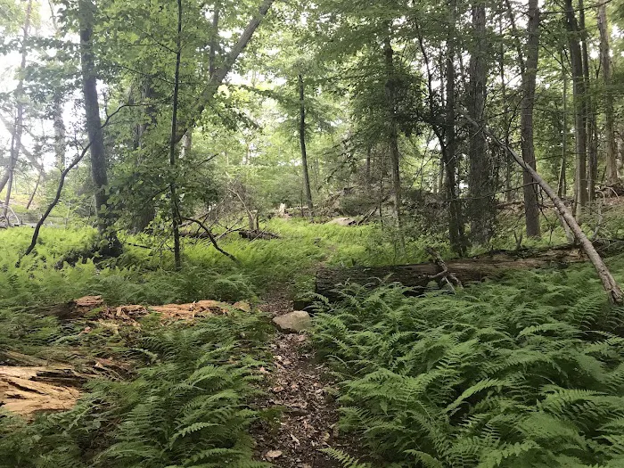 The Eugene and Agnes Meyer Nature Preserve Picture 9