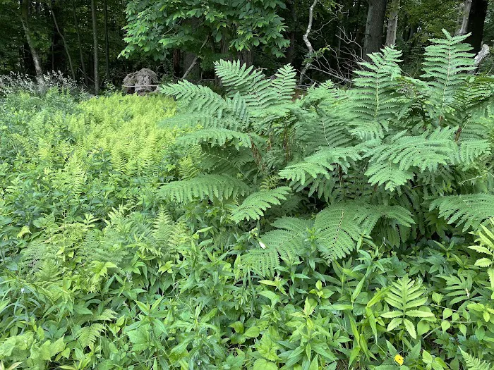 The Eugene and Agnes Meyer Nature Preserve Picture 5