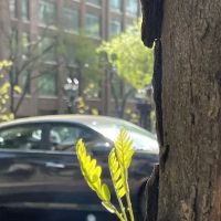 East 47th Street ico
