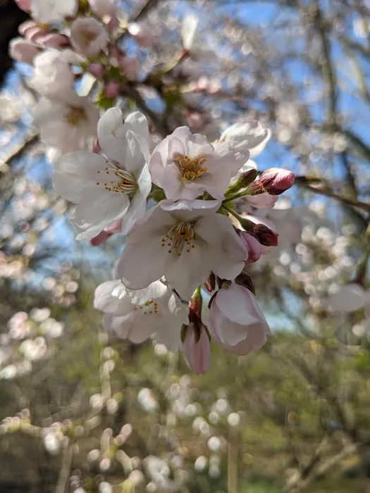 Crabapple Grove Riverside Park Picture 4