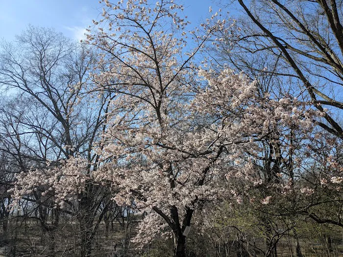 Crabapple Grove Riverside Park Picture 6