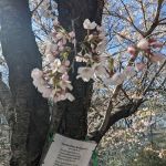 Crabapple Grove Riverside Park