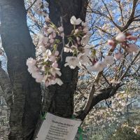 Crabapple Grove Riverside Park ico