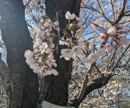 Crabapple Grove Riverside Park
