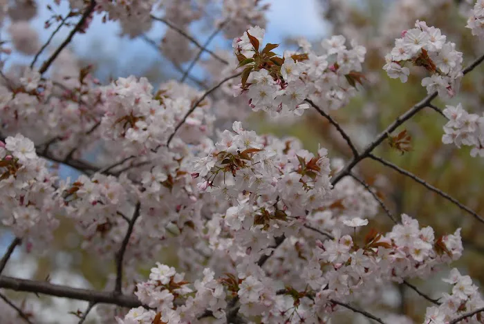 Osborne Garden Picture 9