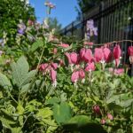 Prospect Heights Community Farm