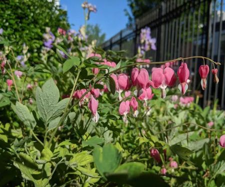 Prospect Heights Community Farm