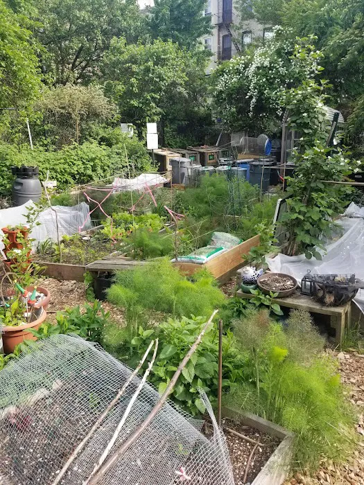 Prospect Heights Community Farm Picture 5